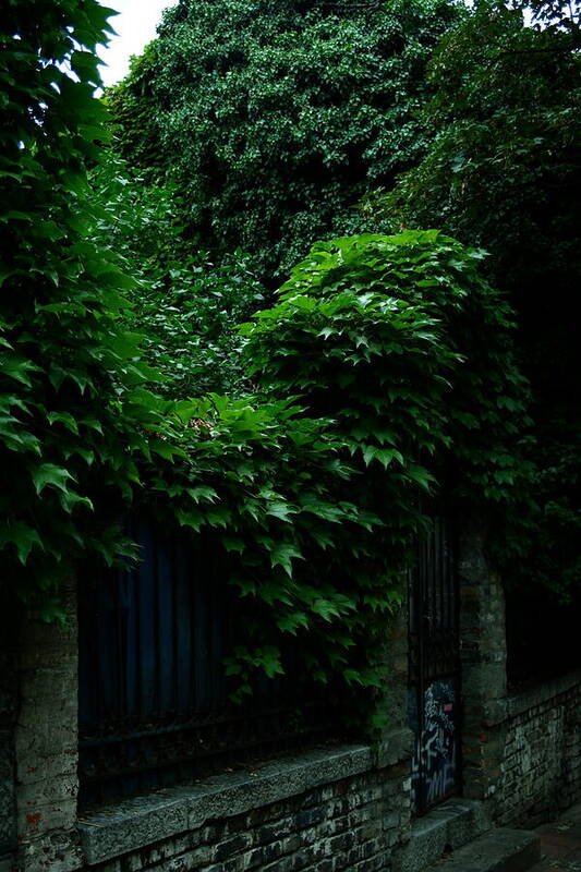 Overgrown Secret Garden Entrance - Art Print