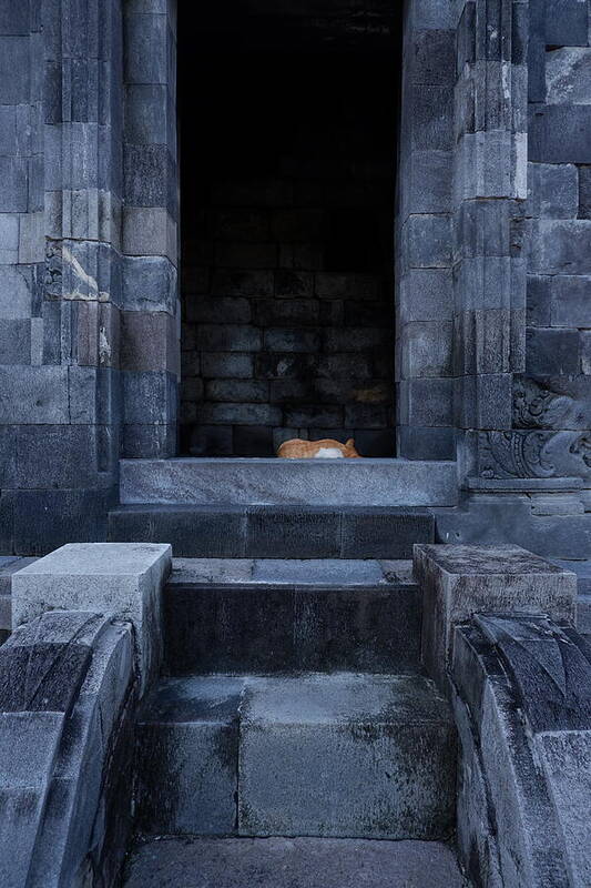 Sleeping Cat in Ancient Ruins - Art Print